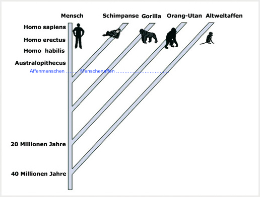 AufspaltungAffenmenschMenschenaffe